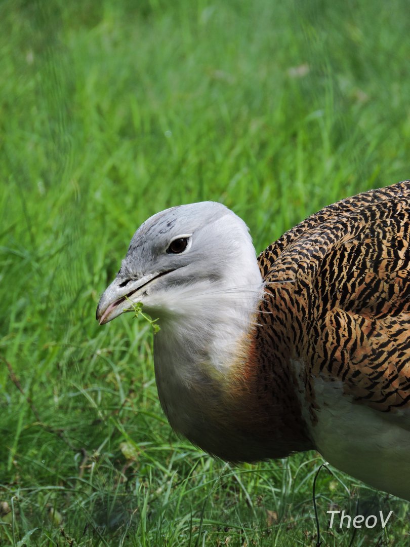 Great bustard [2017]