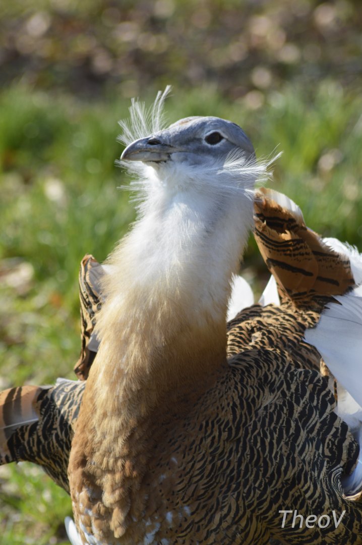 Great bustard [2018]