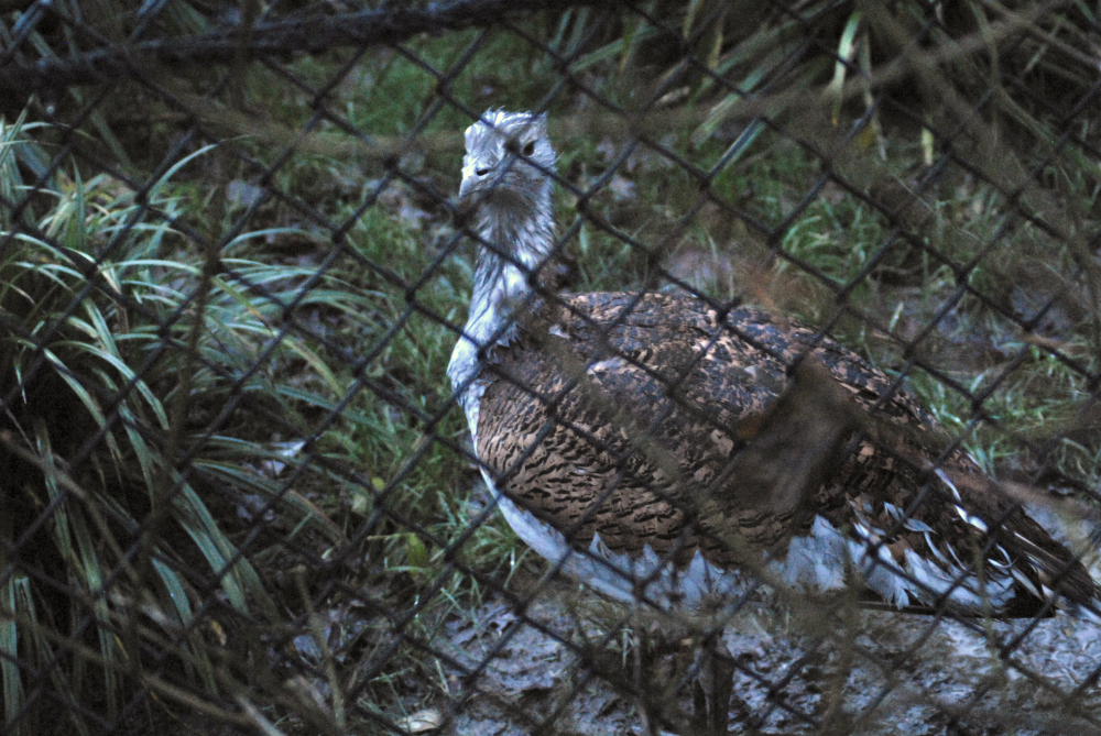 Great Bustard - 2021 [re-uploaded to improve clarity]