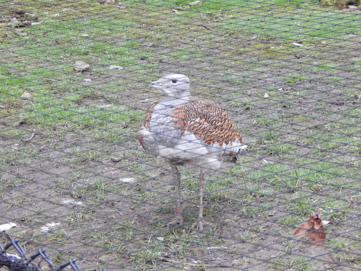 Great bustard 280222