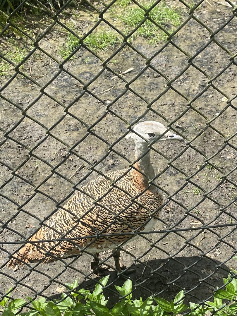 Great bustard 280423
