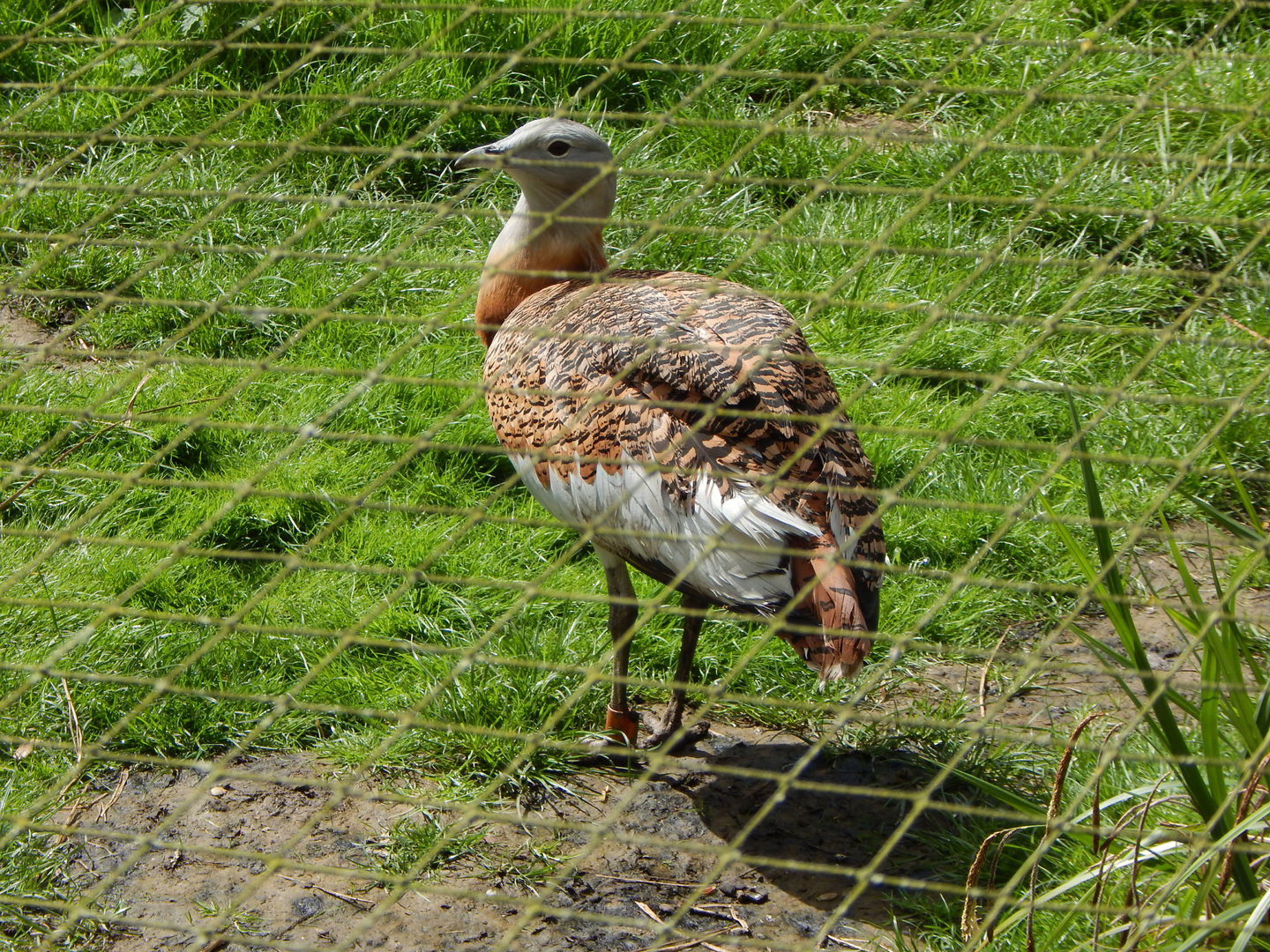 Great bustard 280423