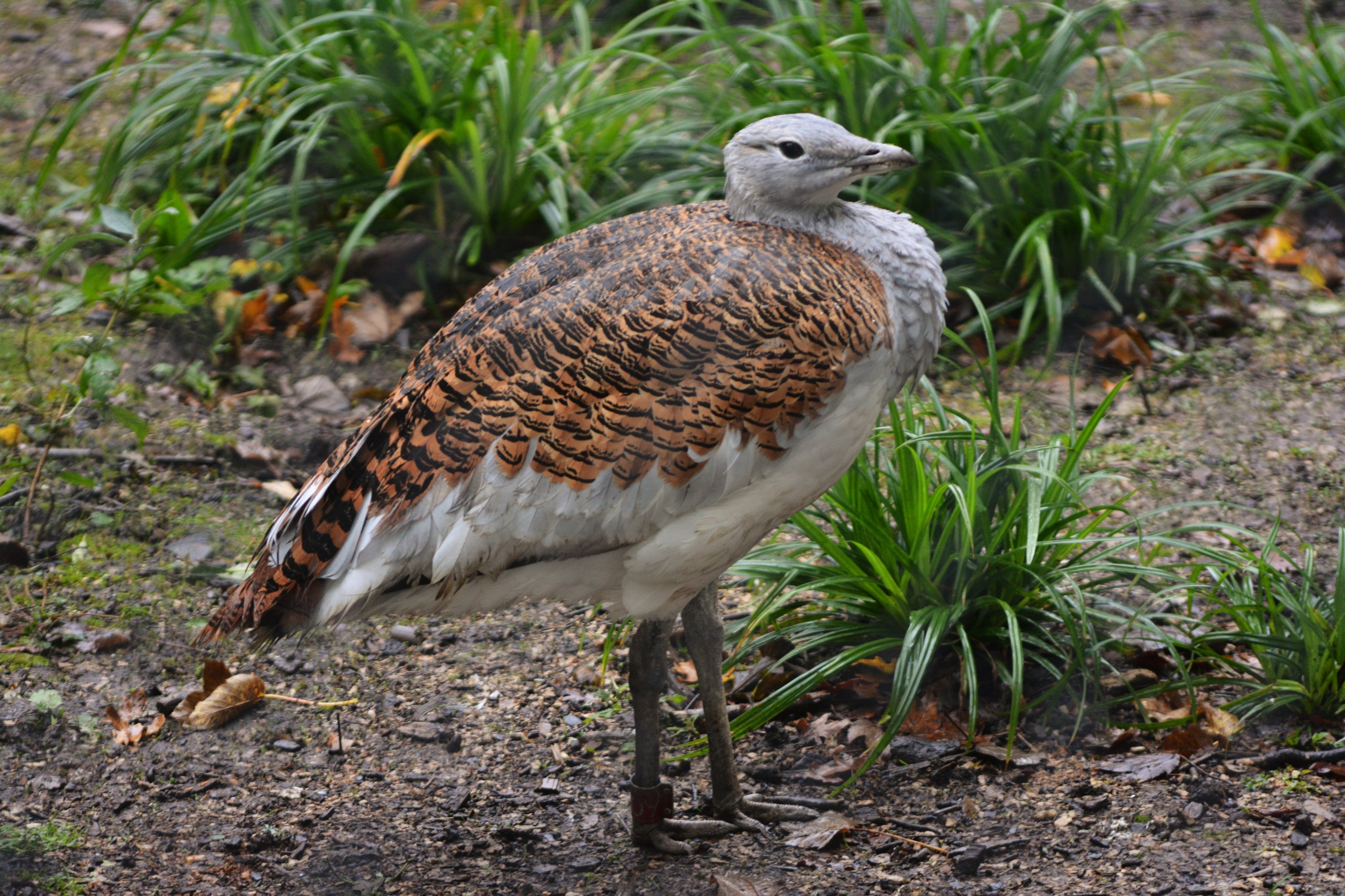 Great Bustard at Cotswold, October 31st 2020