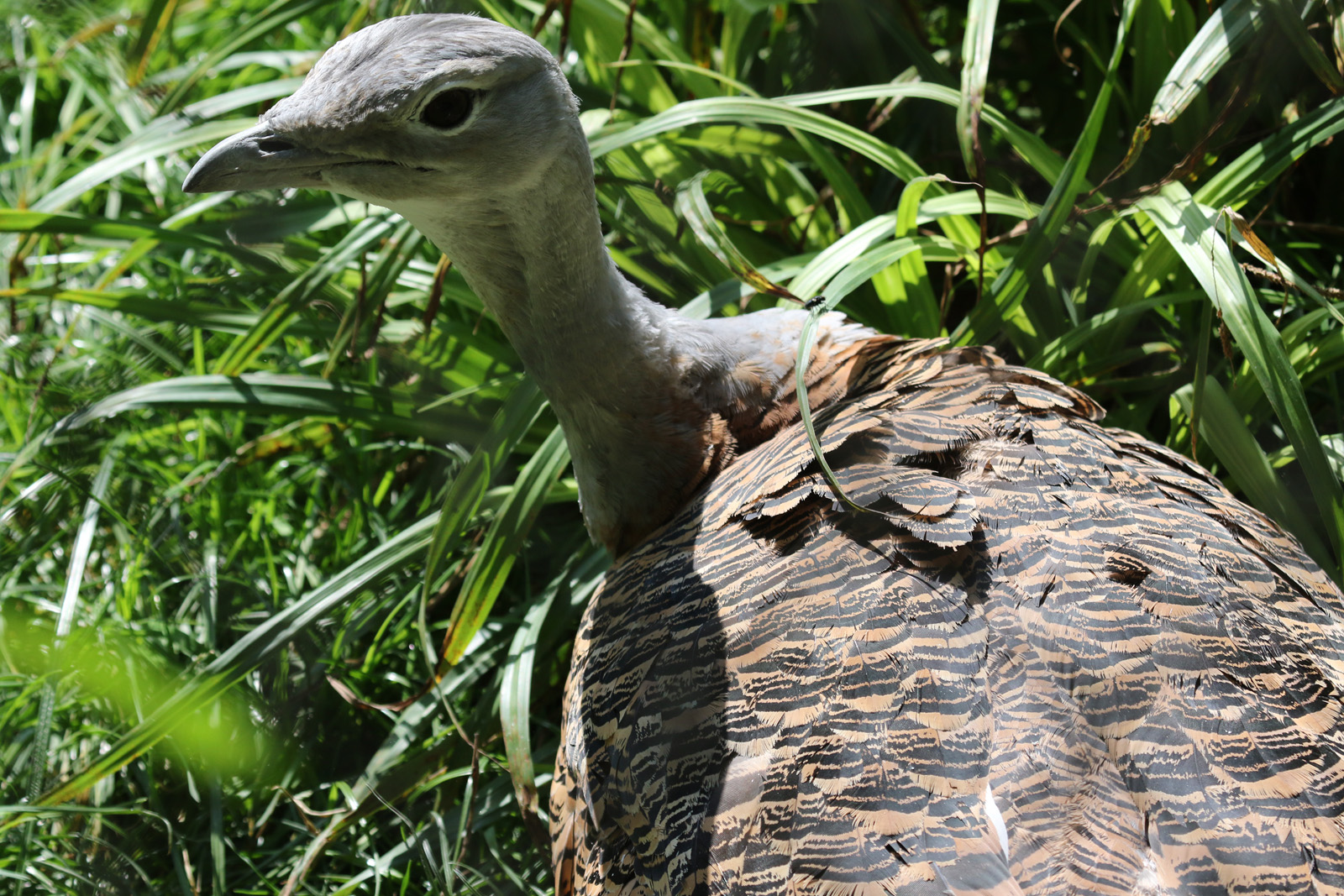 Great Bustard at Cotswold Wildlife Park 3/8/2021