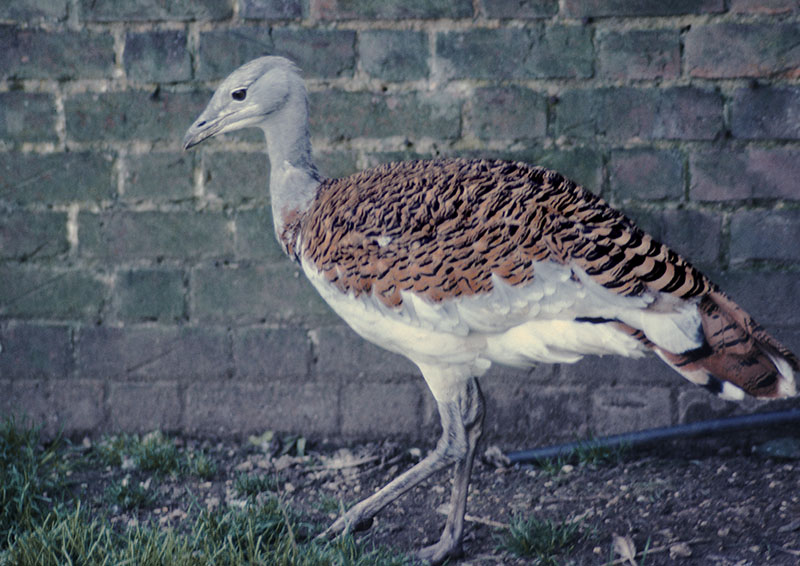 Great bustard at Olney 1977