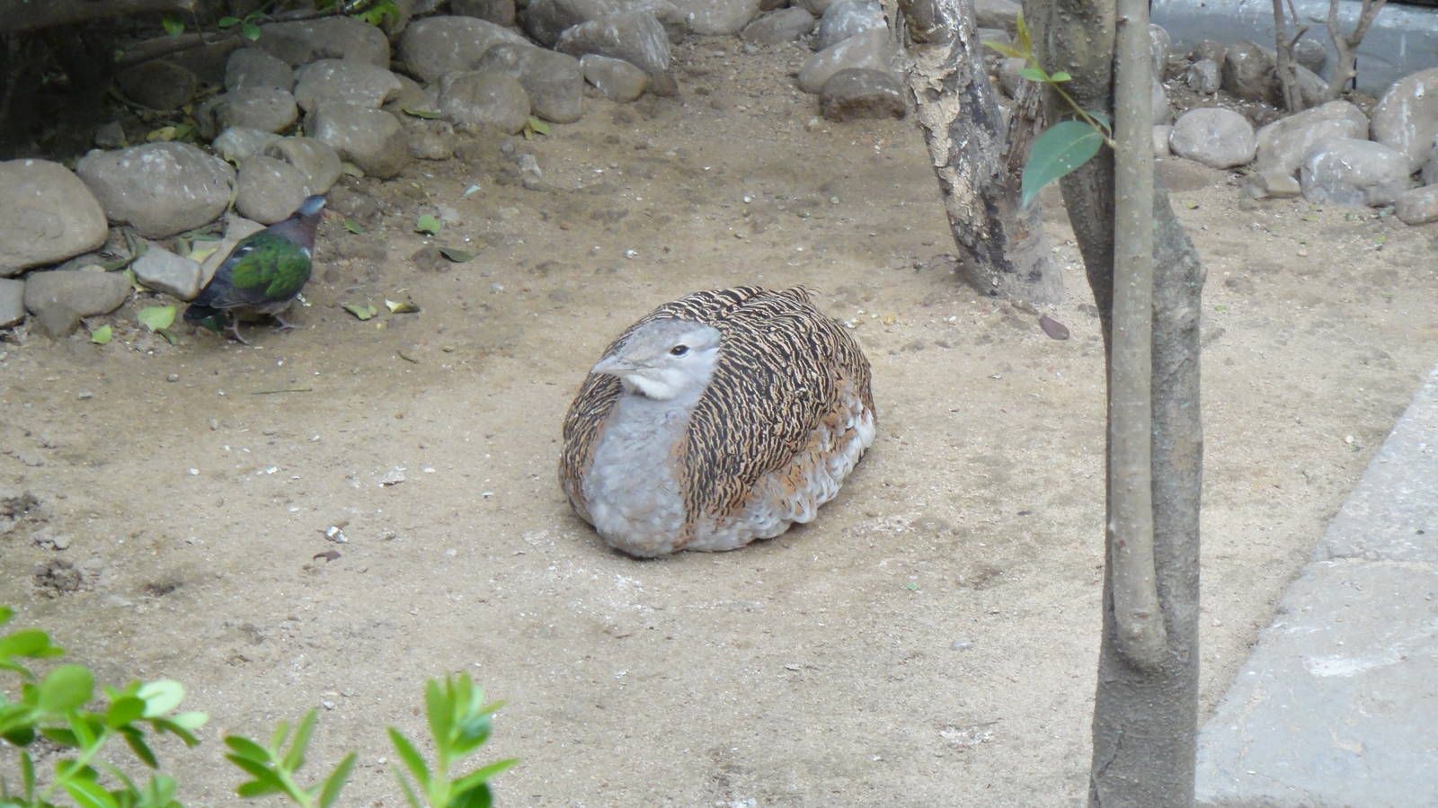 Great bustard at Shanghai zoo 2014-4-3