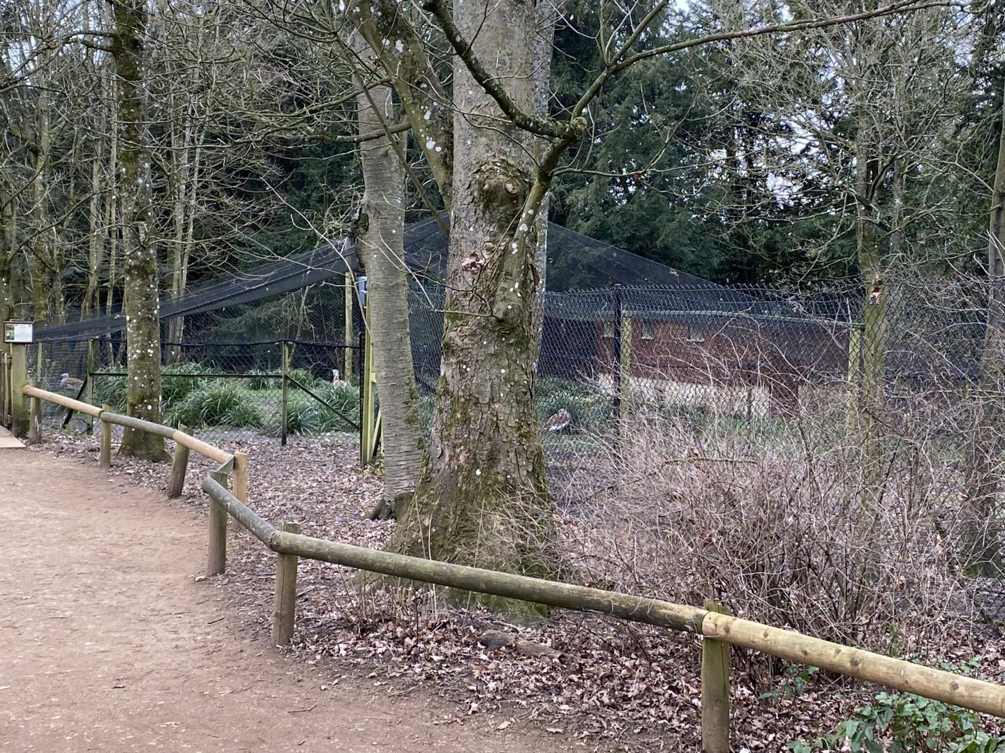 Great bustard aviary 280222