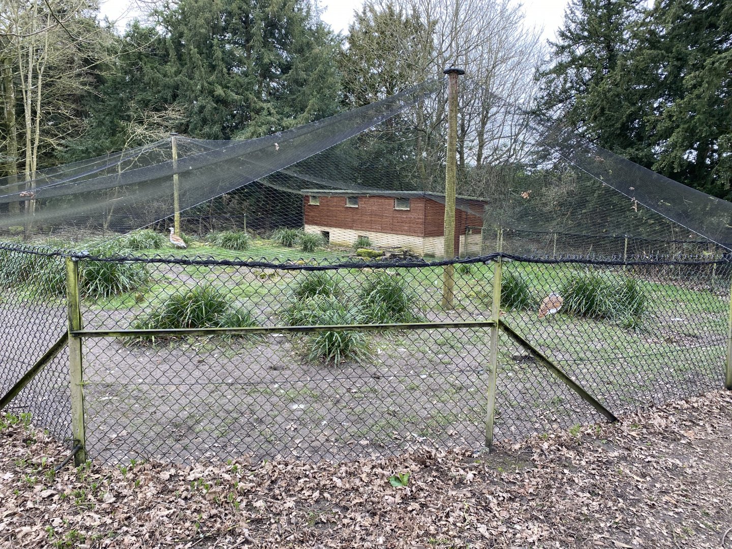 Great bustard aviary 280222