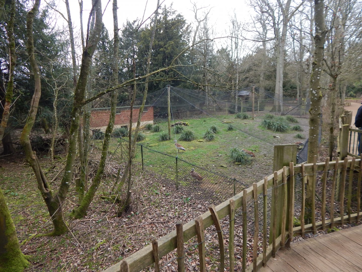 Great bustard aviary 280222
