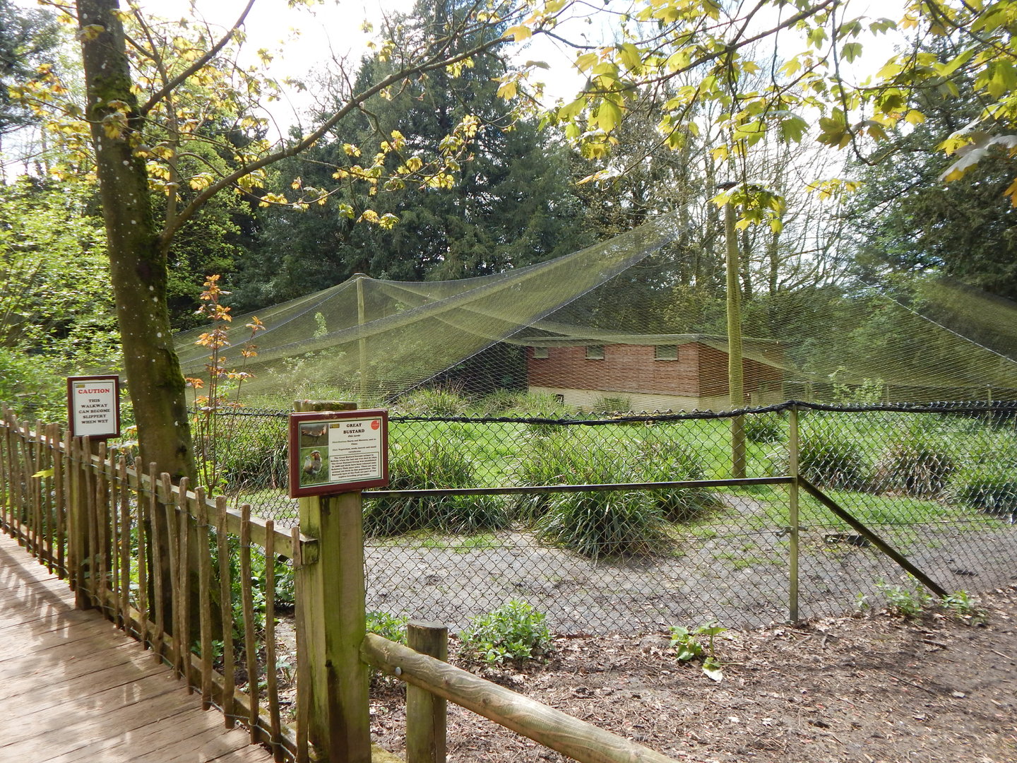 Great bustard aviary 280423