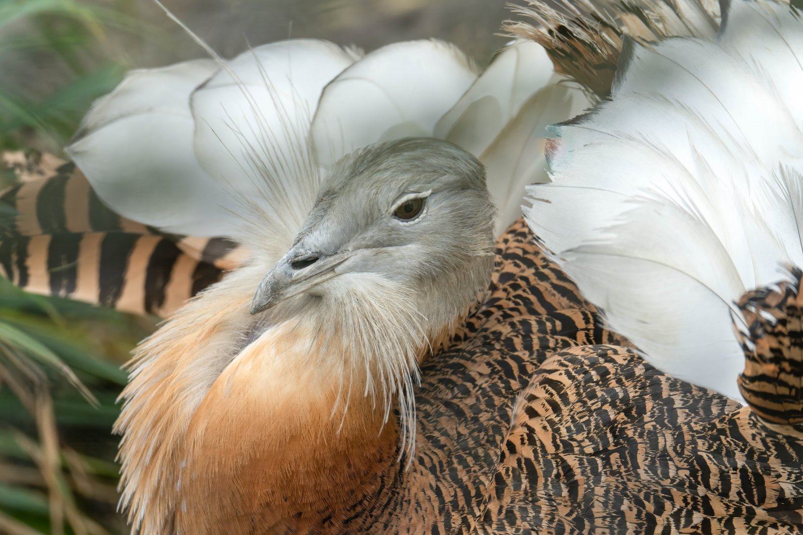 Great Bustard, CWP, UK