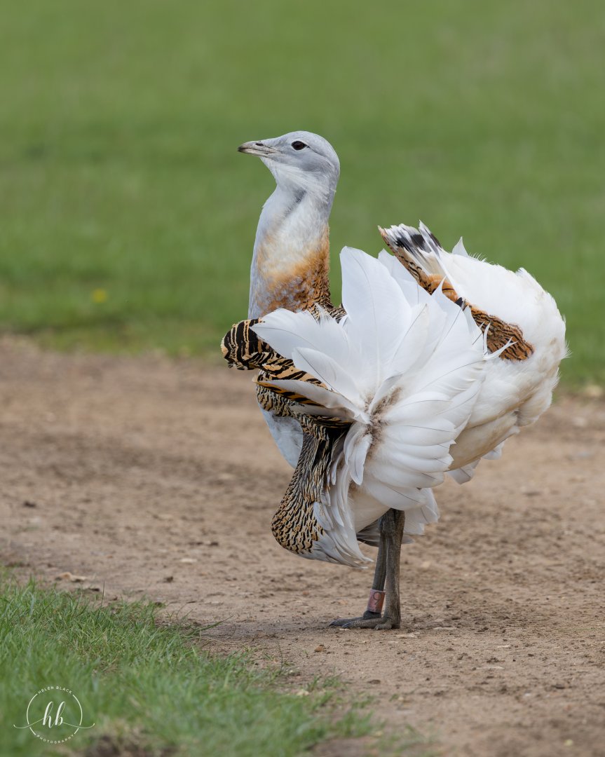 Great Bustard (Dave) / Watatunga / 16-4-25
