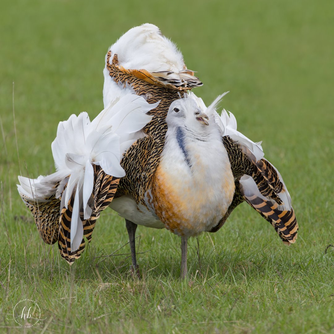 Great Bustard (Dave) / Watatunga / 16-4-25