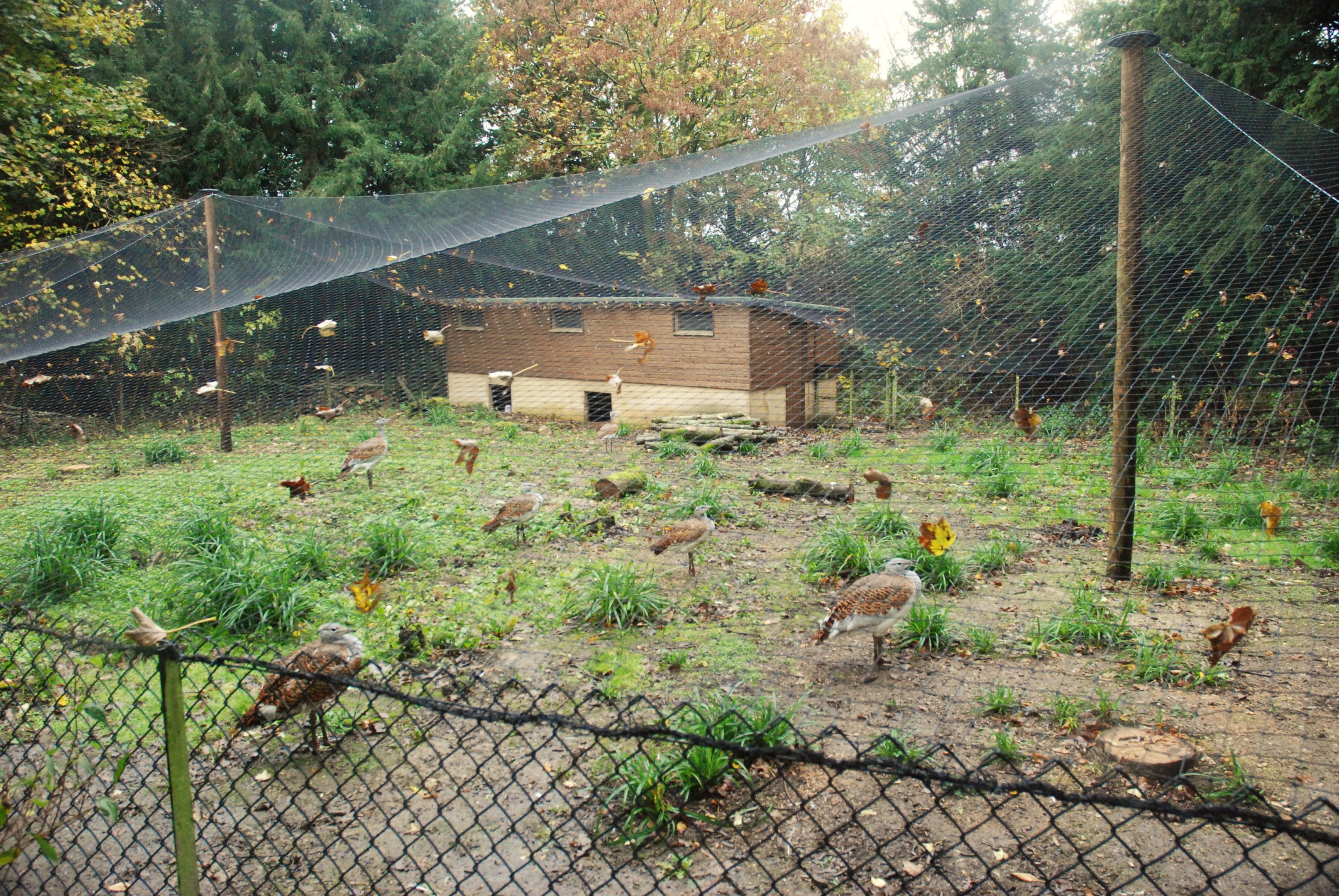 Great Bustard Enclosure at Cotswold, October 31st 2020
