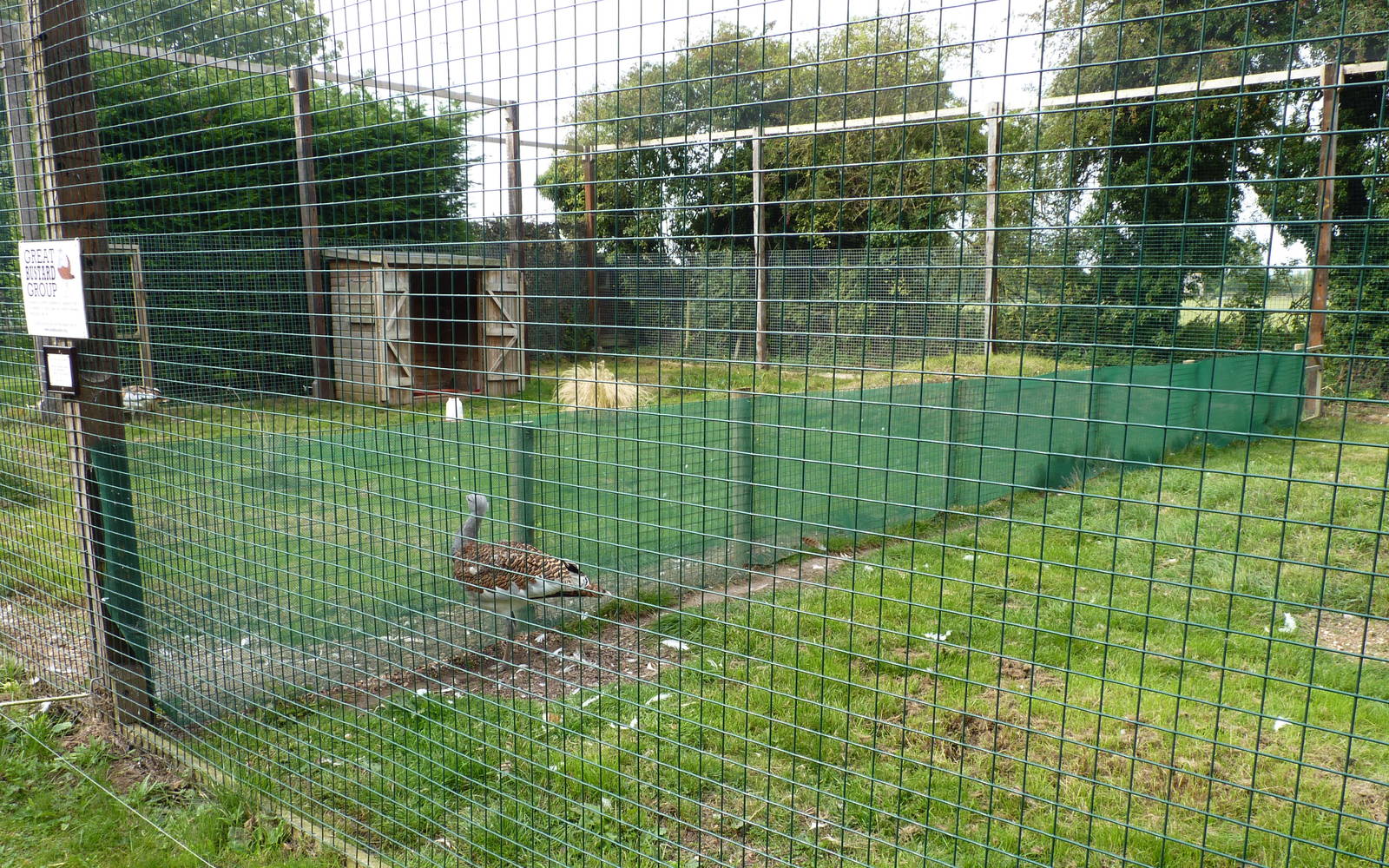 Great Bustard Enclosure