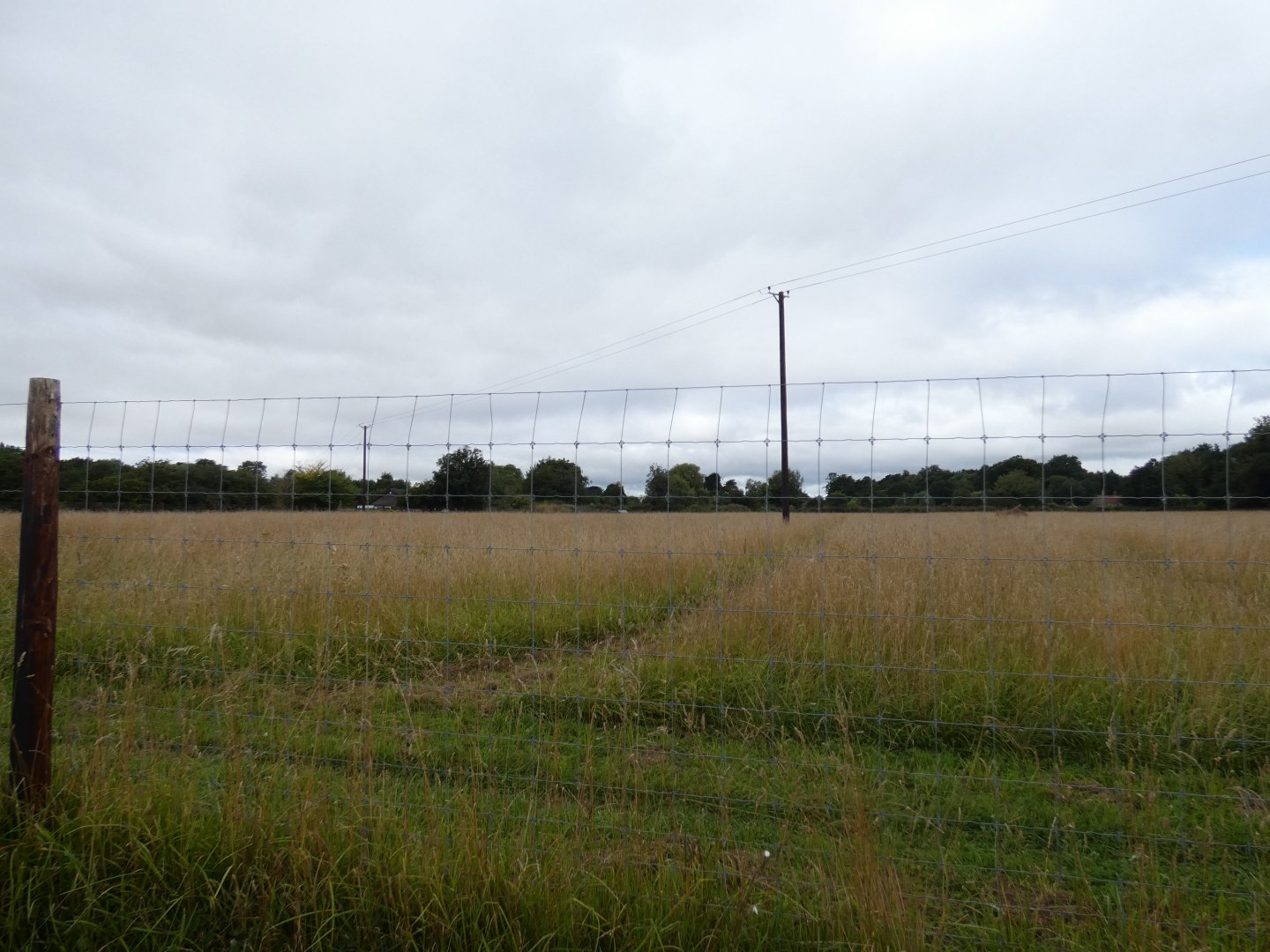 Great bustard enclosure