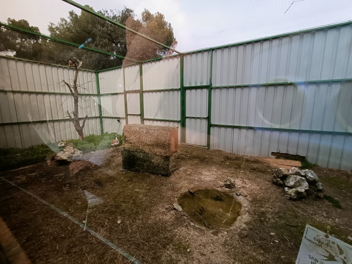 Great bustard exhibit - GREFA