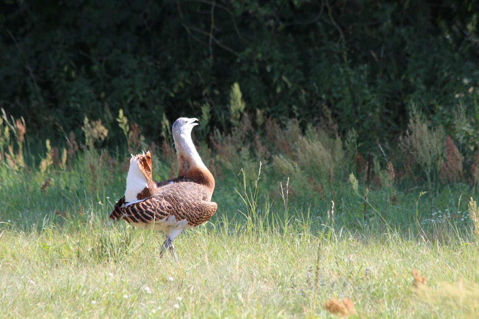 Great Bustard - July 2019