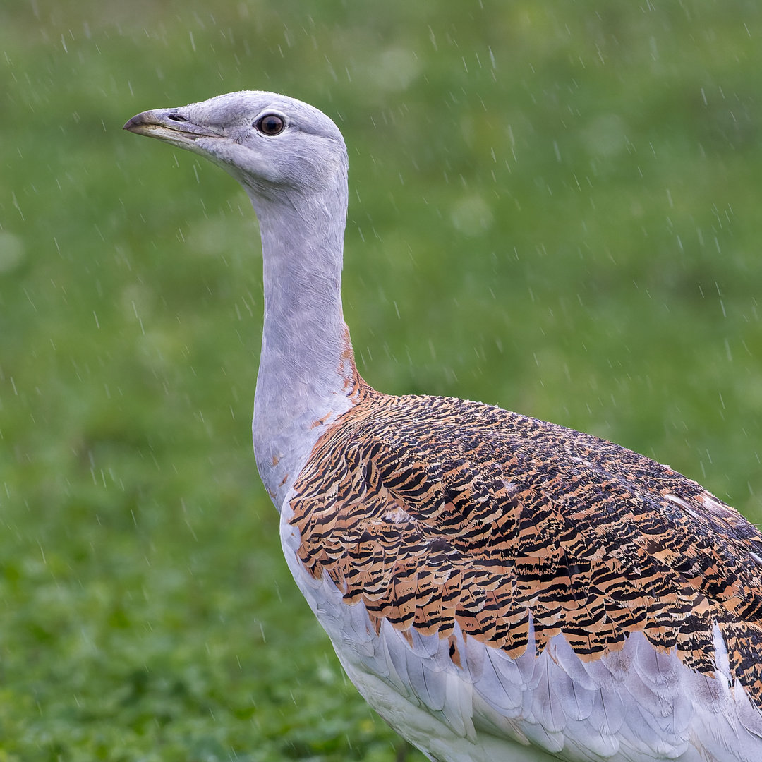 Great Bustard (M) / Watatunga / 27-11-22