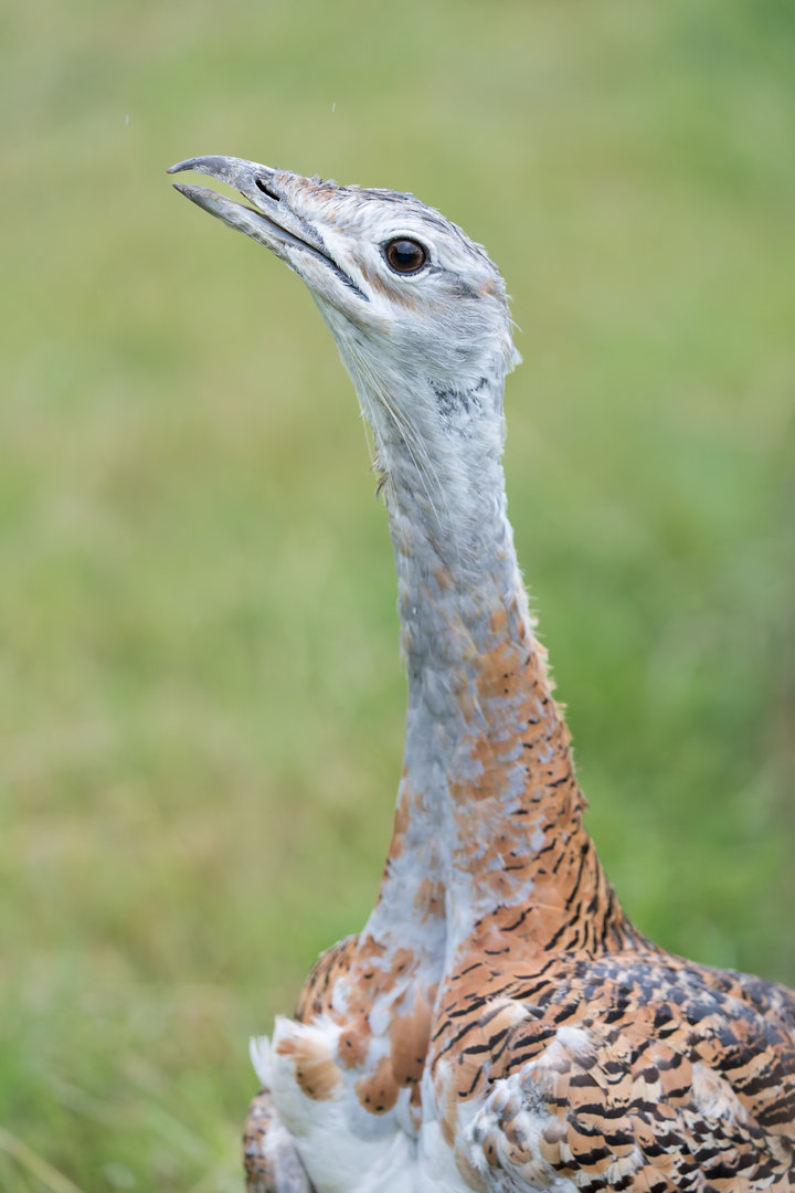 Great Bustard (m) / Watatunga / 30-7-23