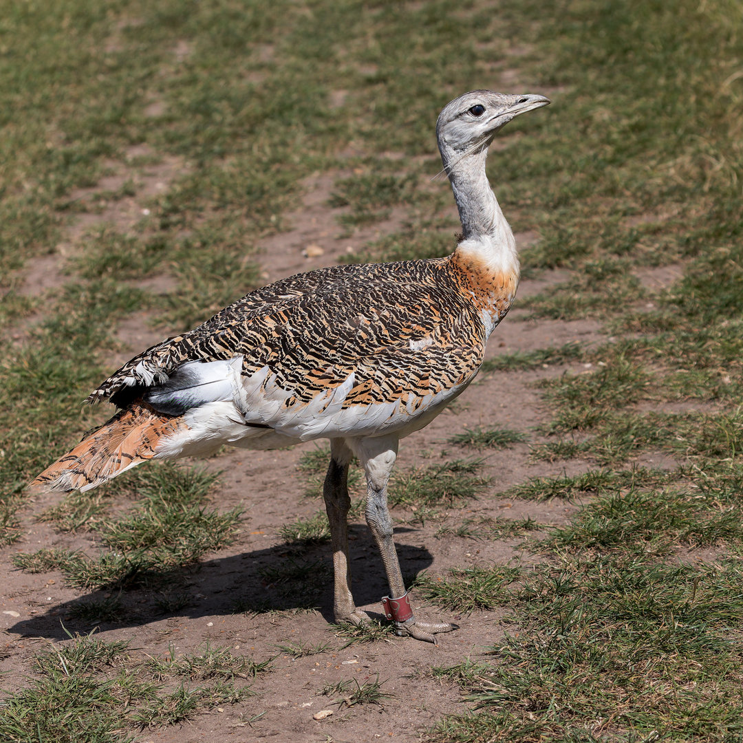 Great Bustard - male / Watatunga / 7-8-22
