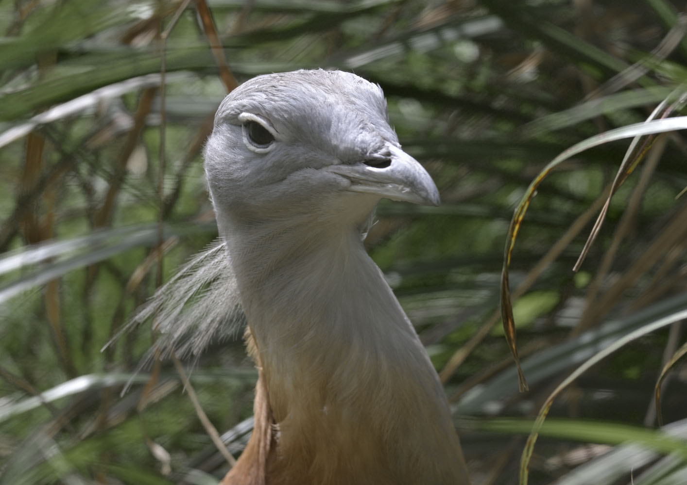 Great bustard male