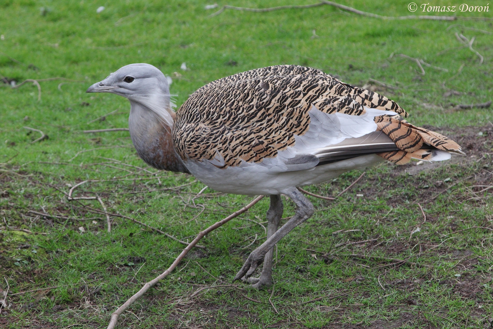 Great Bustard (Otis tarda), April 2016