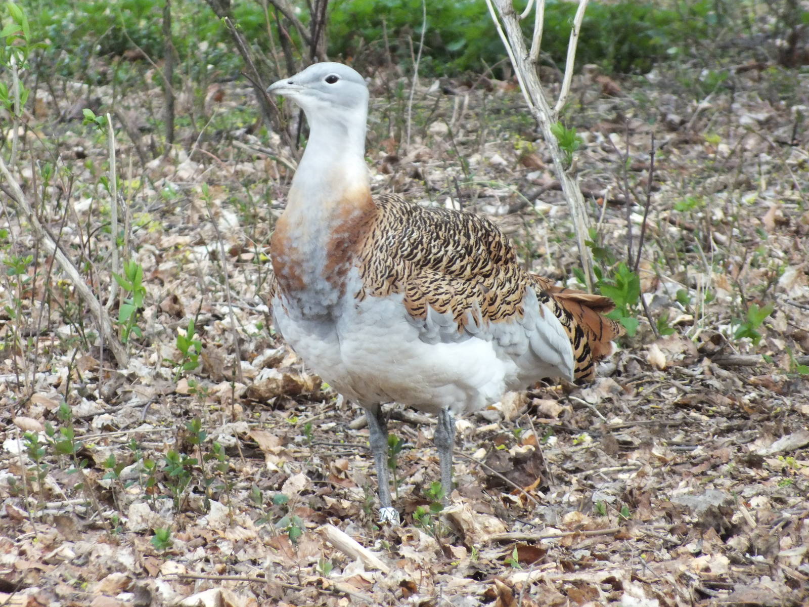 Great Bustard (Otis tarda) at Tierpark Berlin - April 8th 2014