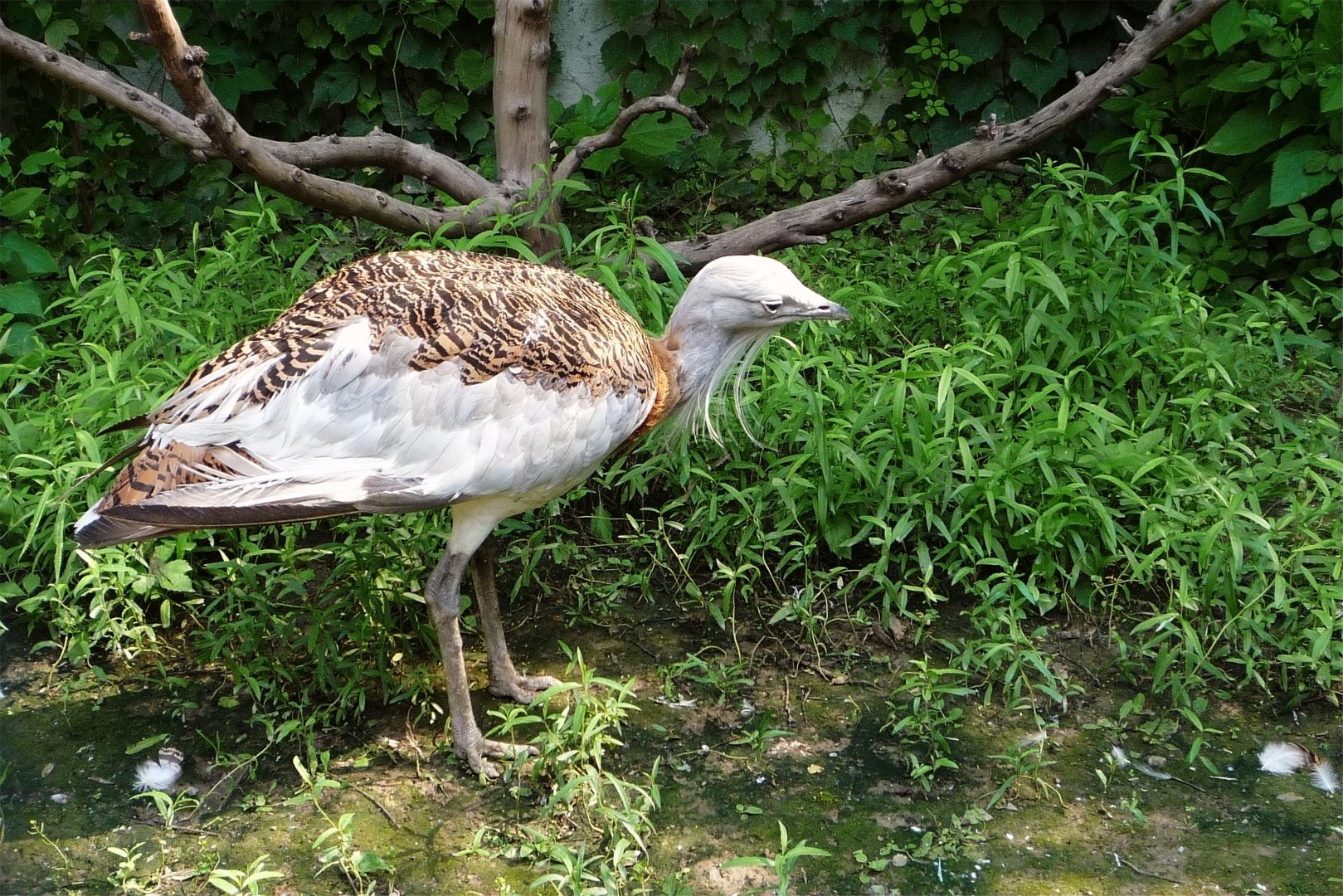 Great Bustard (Otis tarda), August 2012