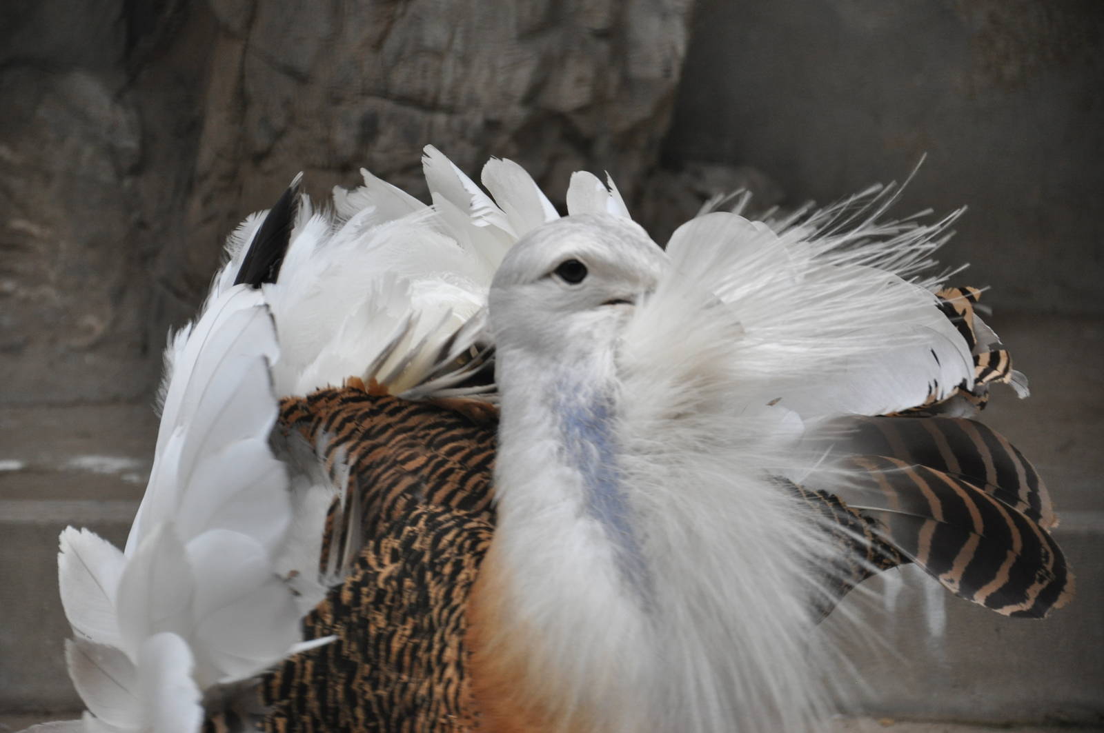 Great bustard/ Otis tarda dybowskii