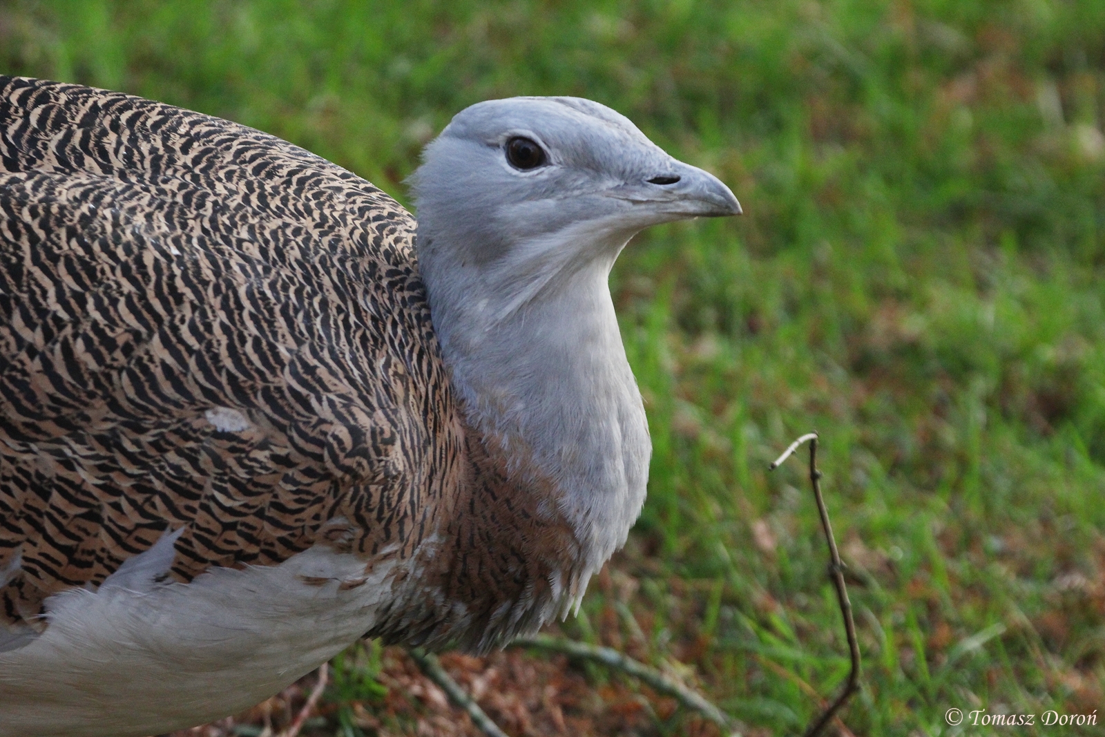 Great Bustard (Otis tarda) male