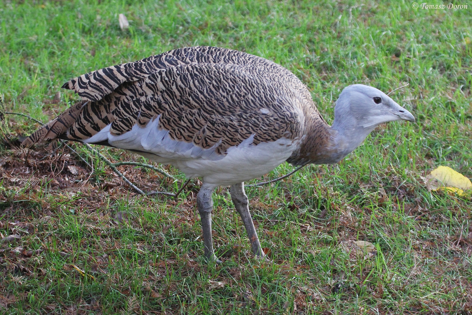 Great Bustard (Otis tarda) male