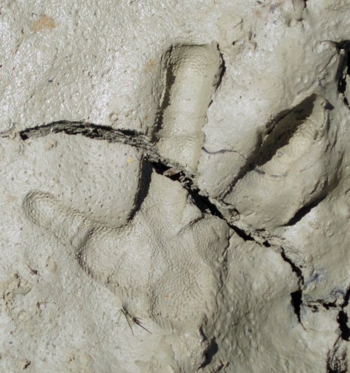 Great Bustard (Otis tarda) step