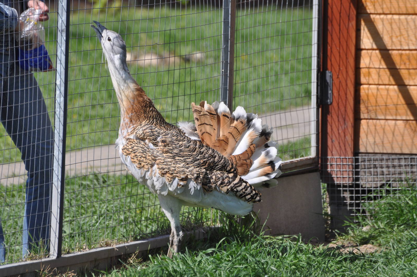 Great bustard/ Otis tarda tarda