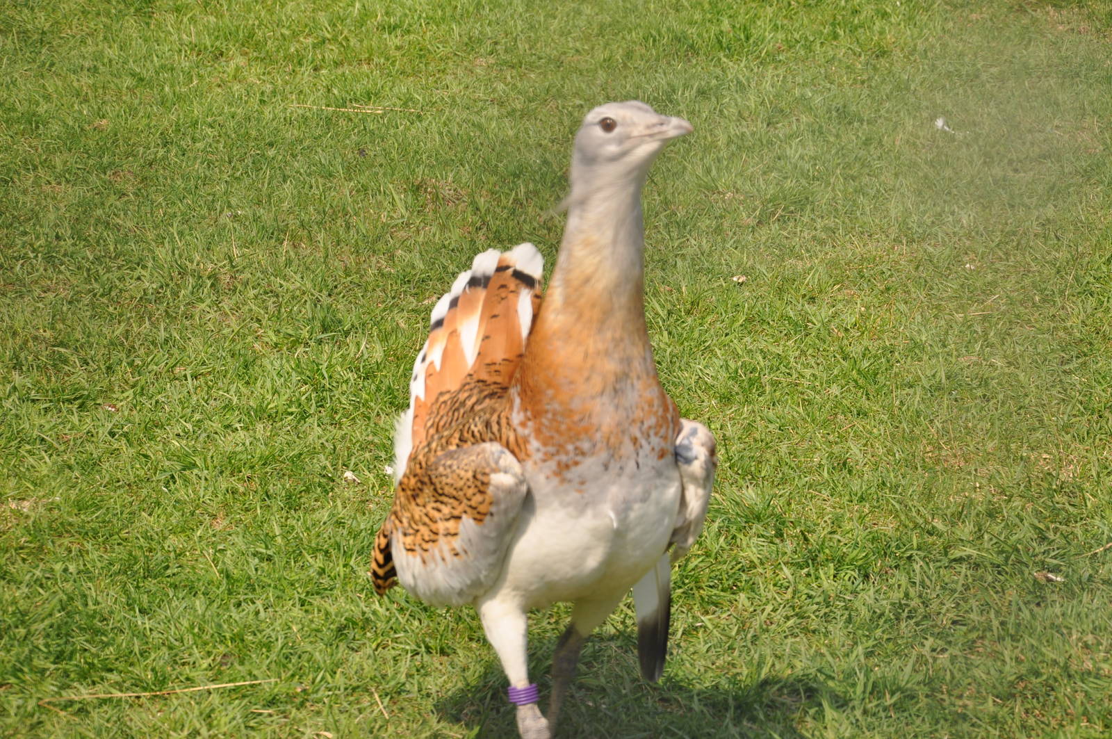 Great bustard/ Otis tarda tarda