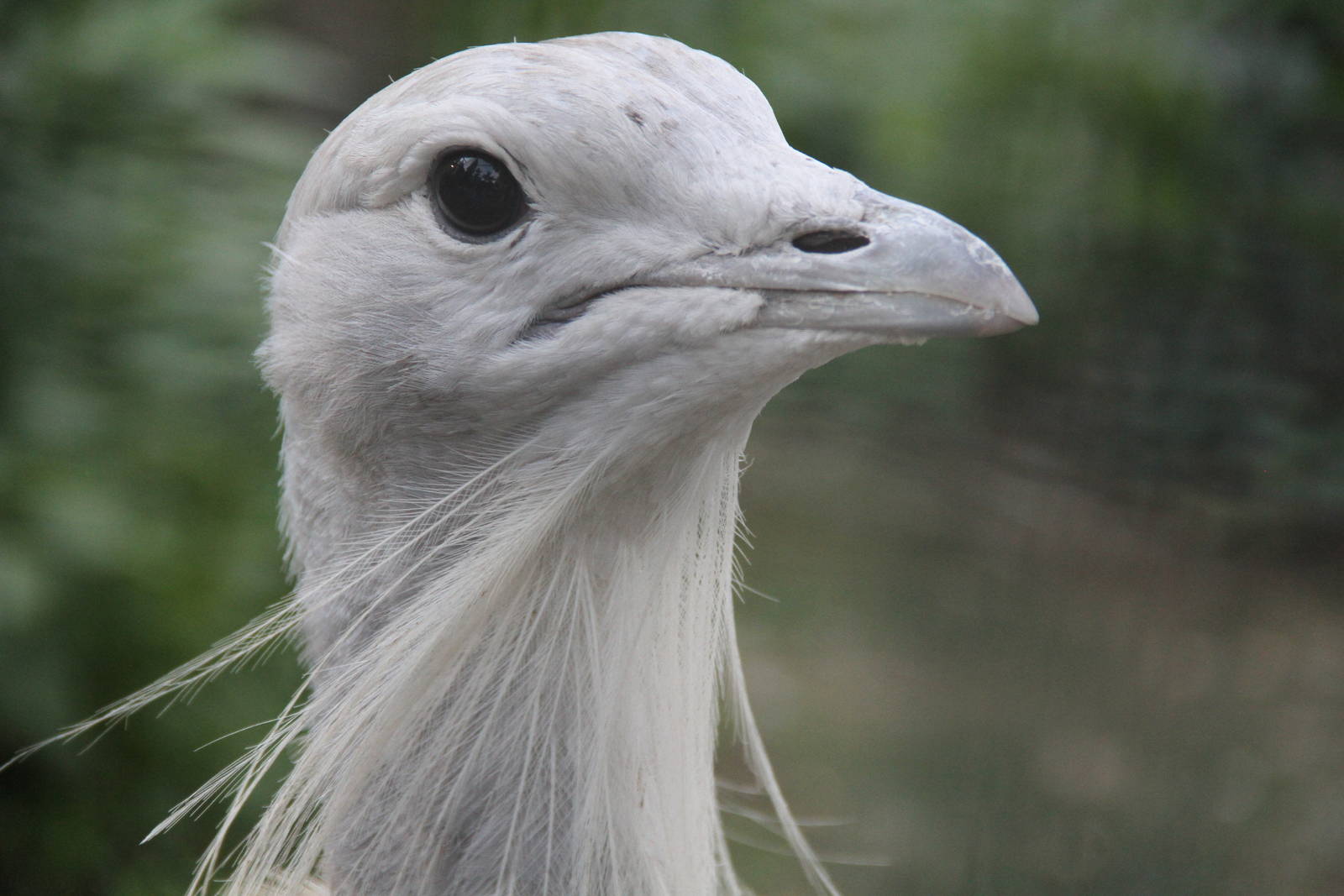 Great Bustard (Otis tarda)