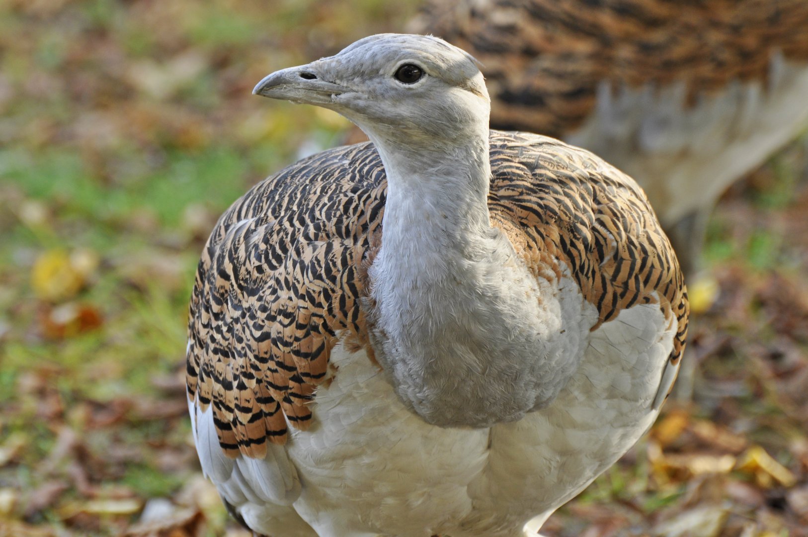 Great bustard (Otis tarda)