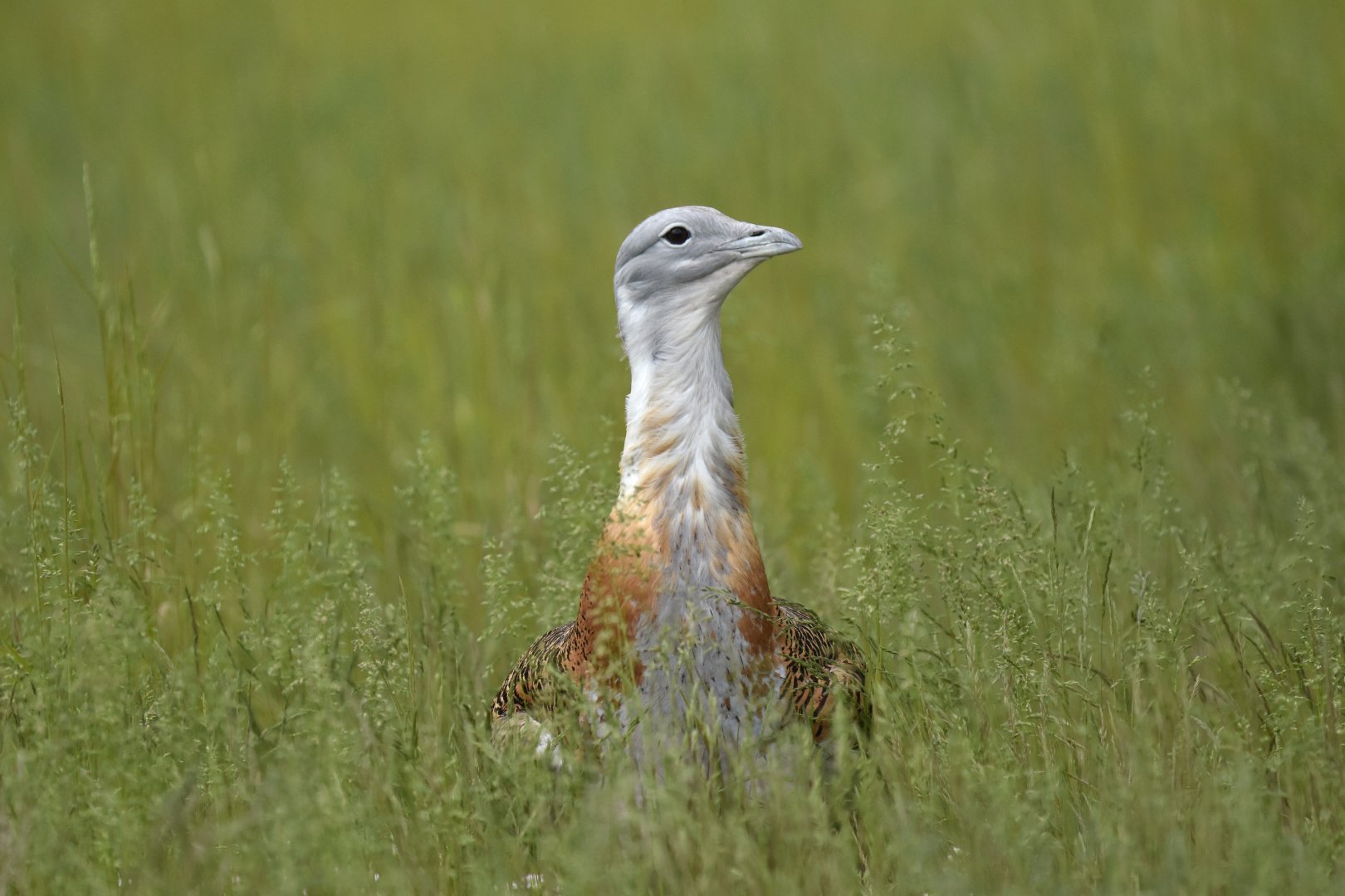 Great bustard (Otis tarda)