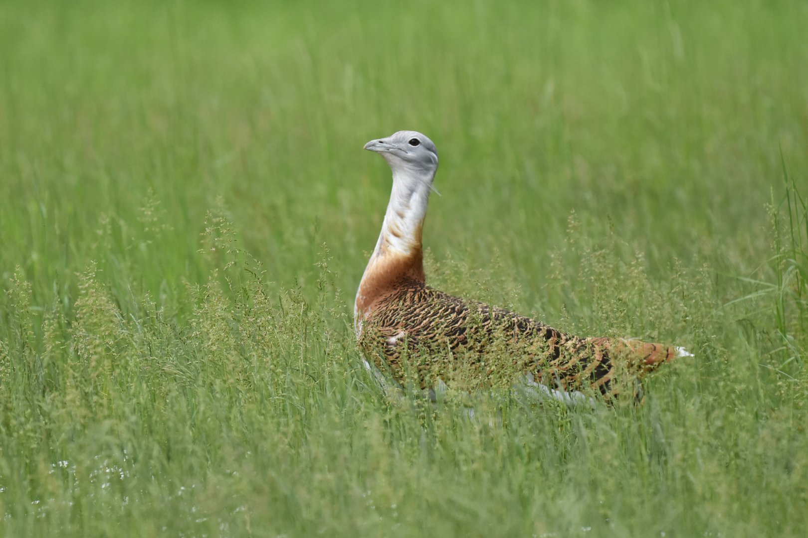Great bustard (Otis tarda)