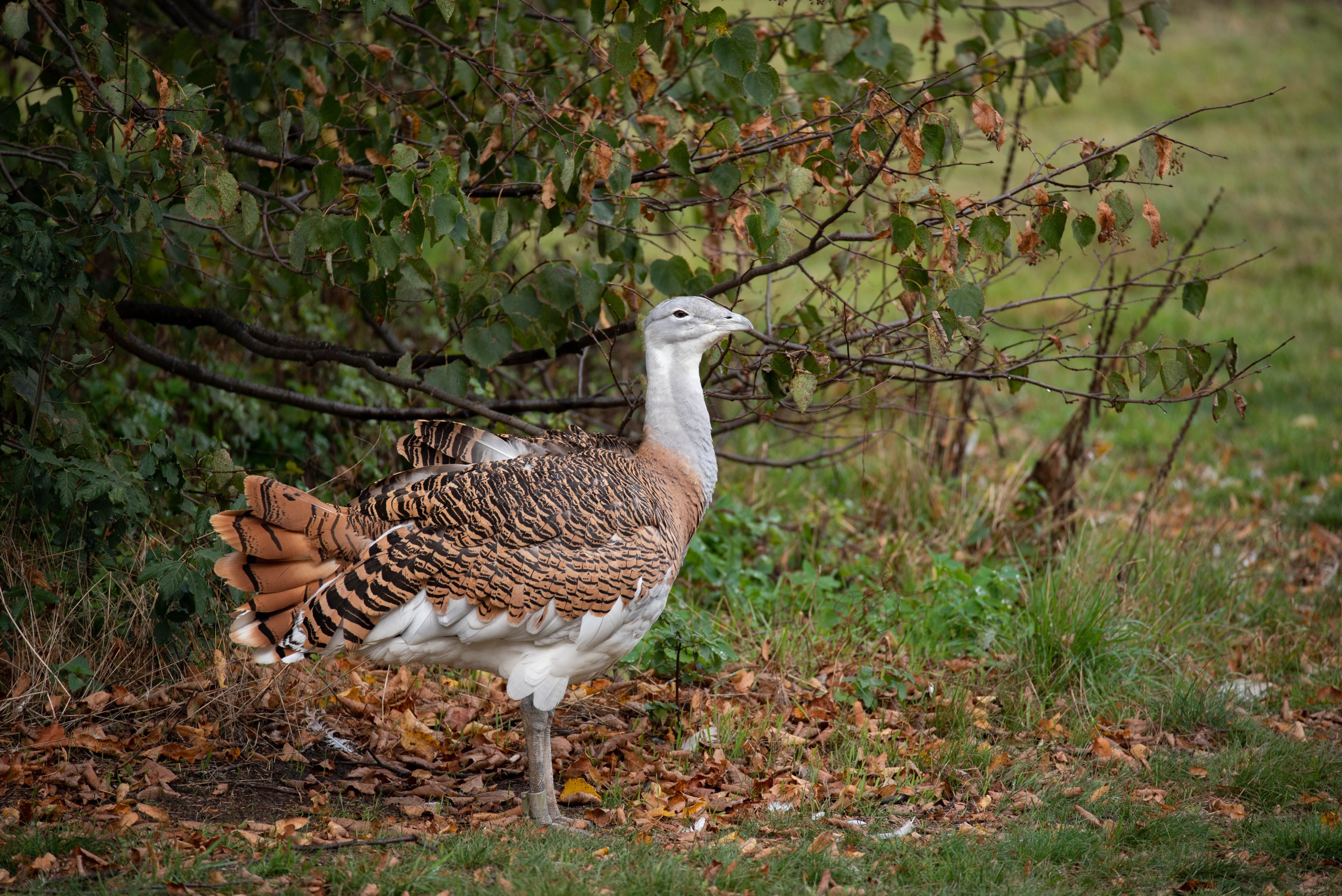Great bustard - Otis tarda