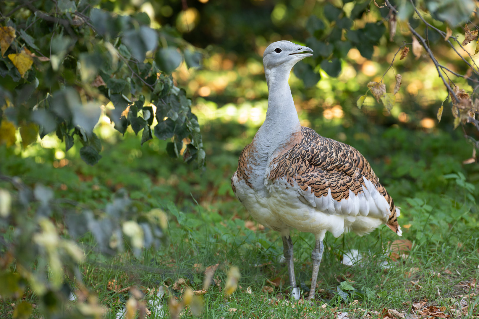 Great bustard (Otis tarda)