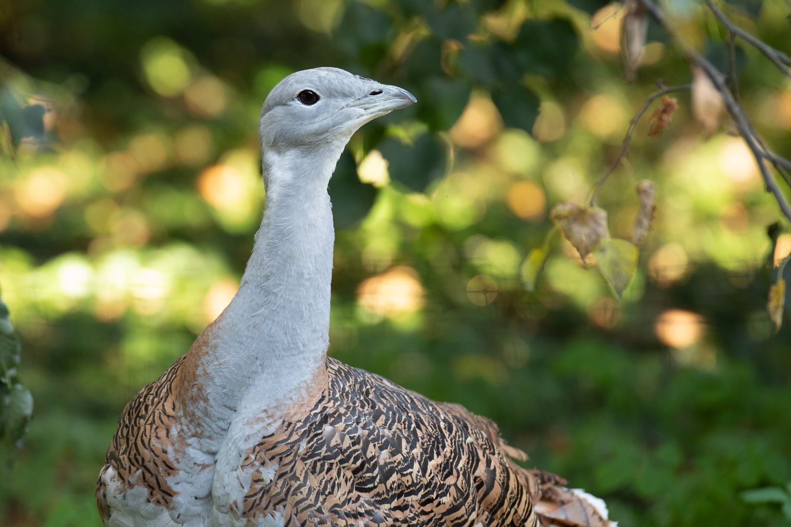 Great bustard (Otis tarda)