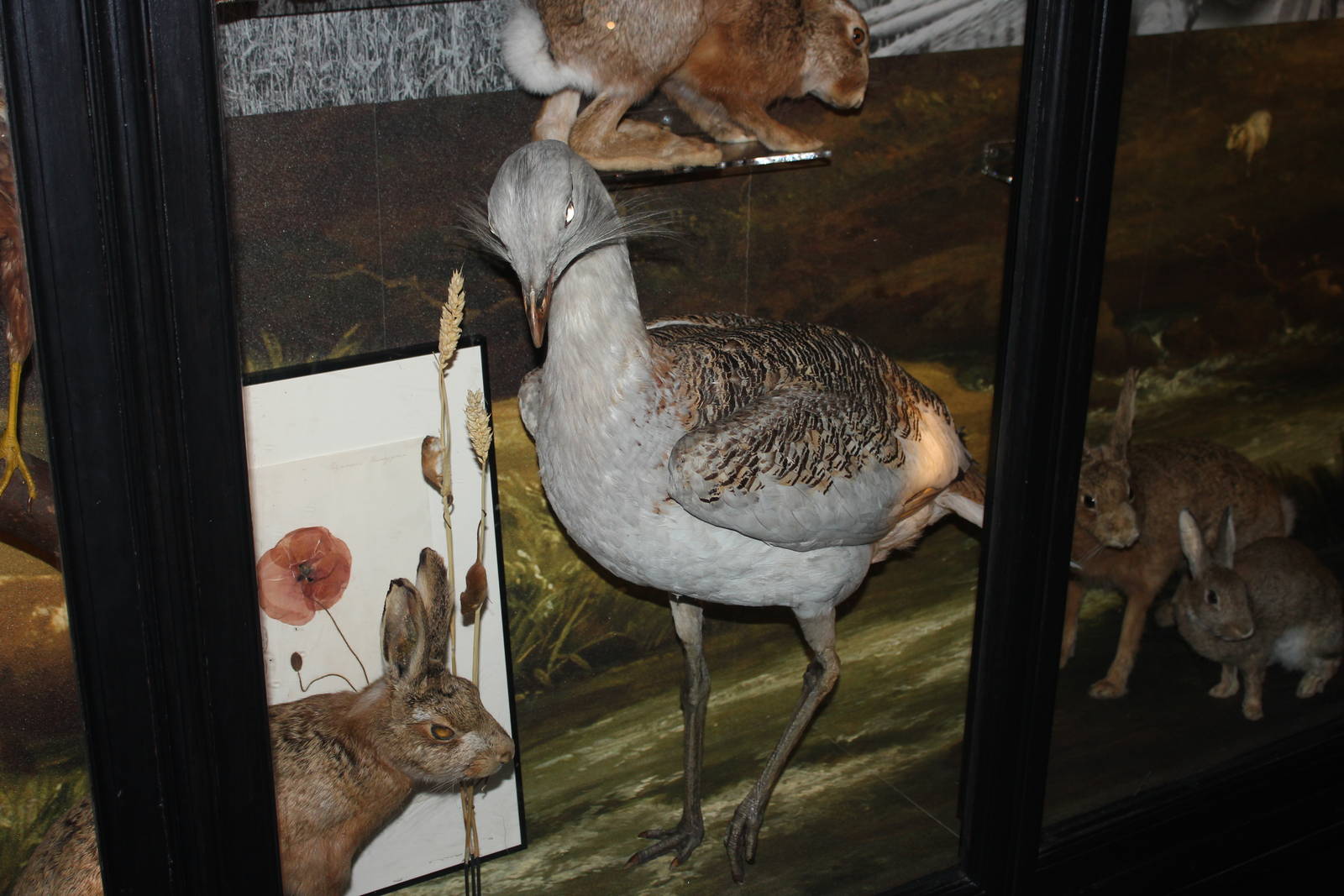 Great bustard (Taxidermy)