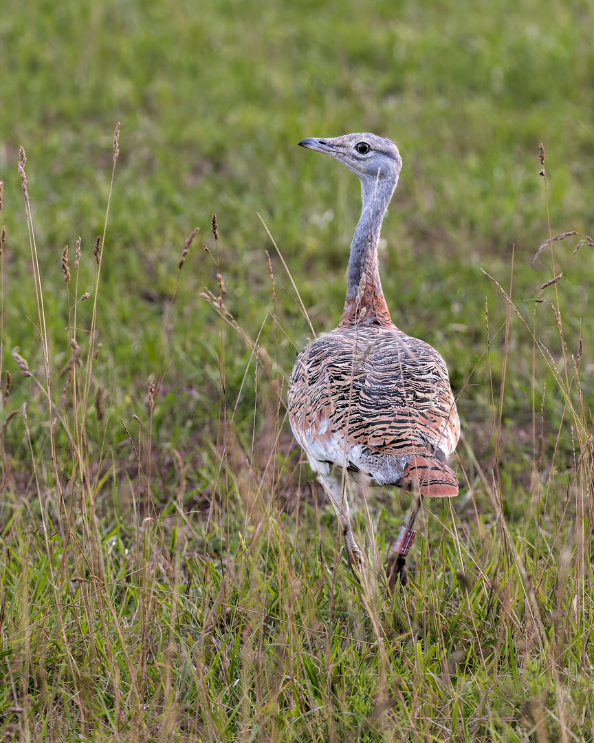 Great Bustard / Watatunga / 15-9-22