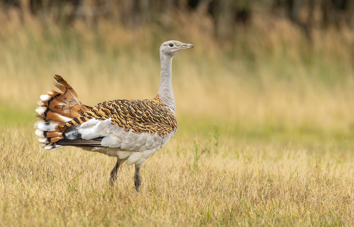 Great bustard : Watatunga : 22 Sep 2024