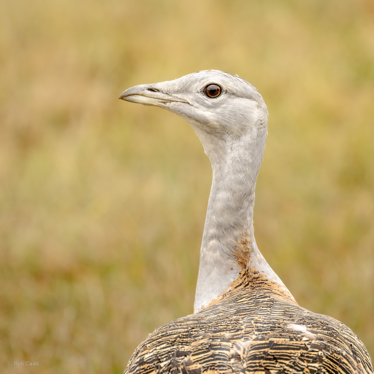 Great bustard : Watatunga : 22 Sep 2024
