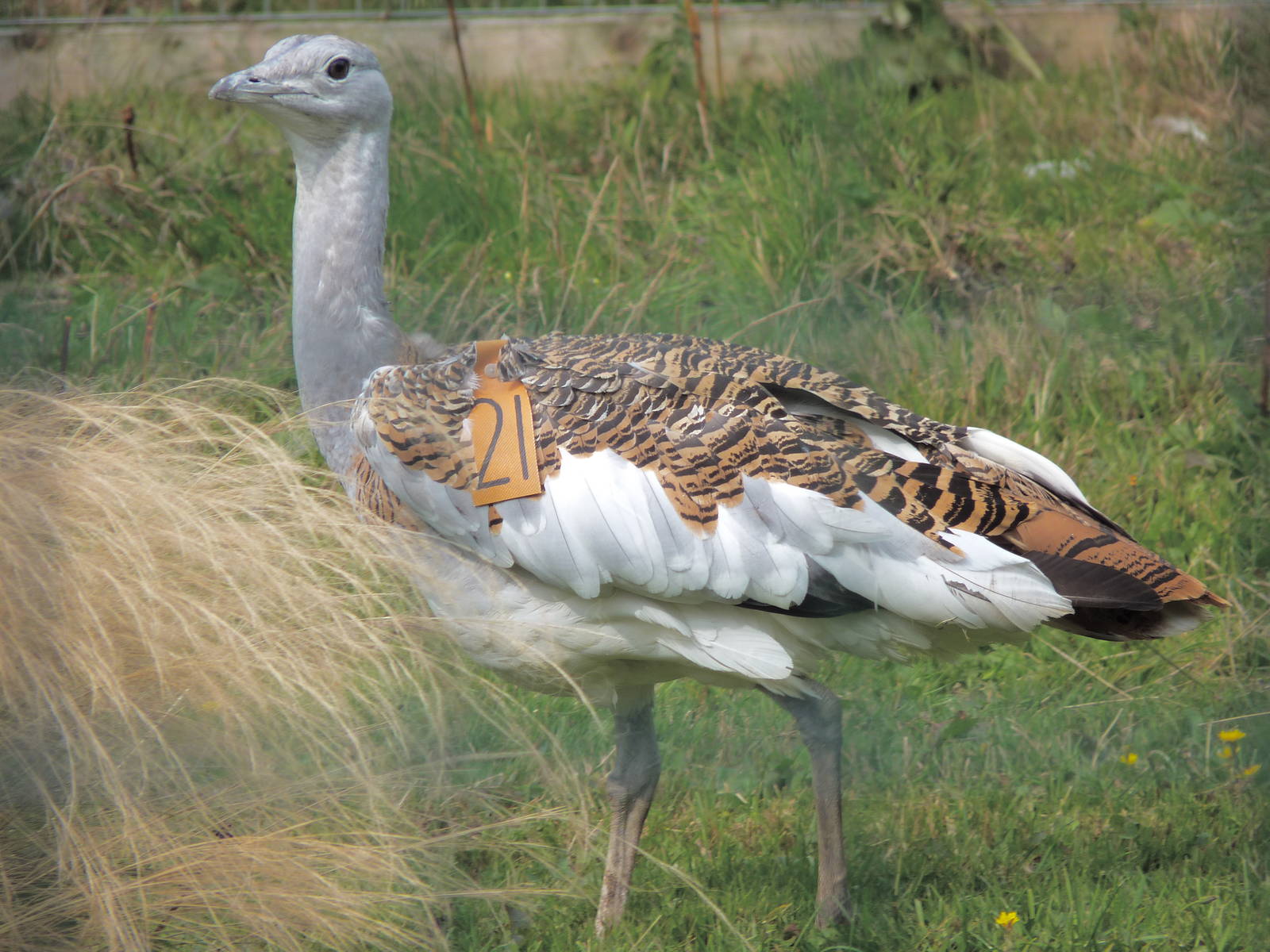 Great Bustard