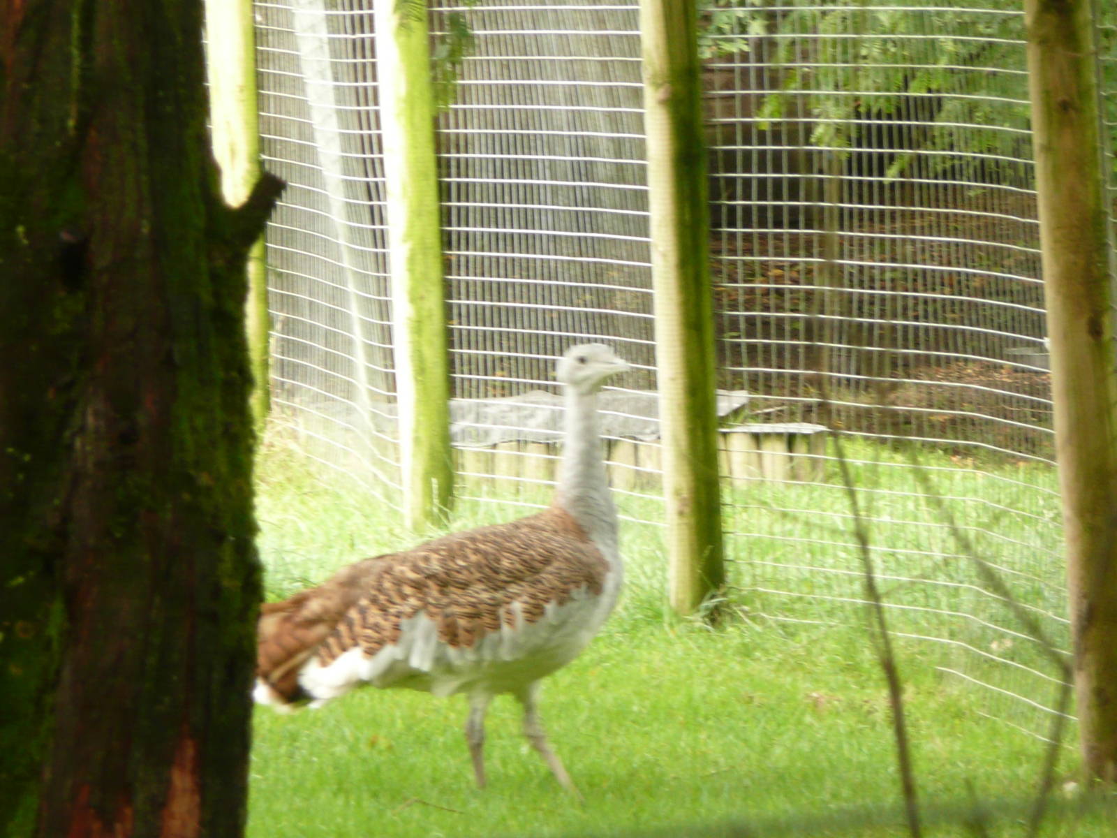 Great bustard