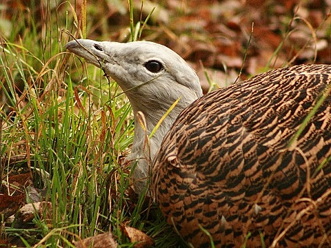 Great Bustard