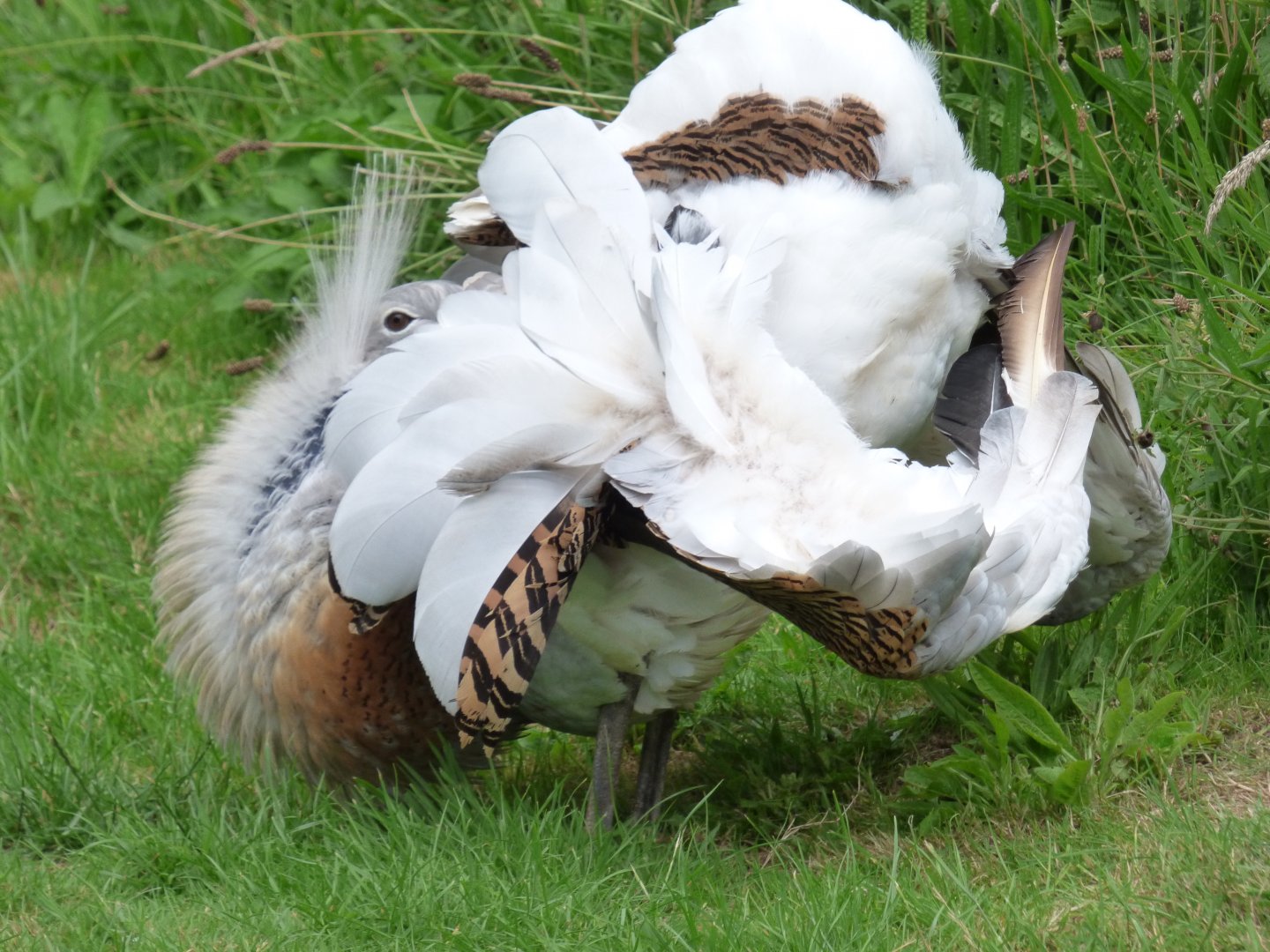 Great Bustard